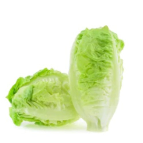 Baby Cos Lettuce Twin Pack